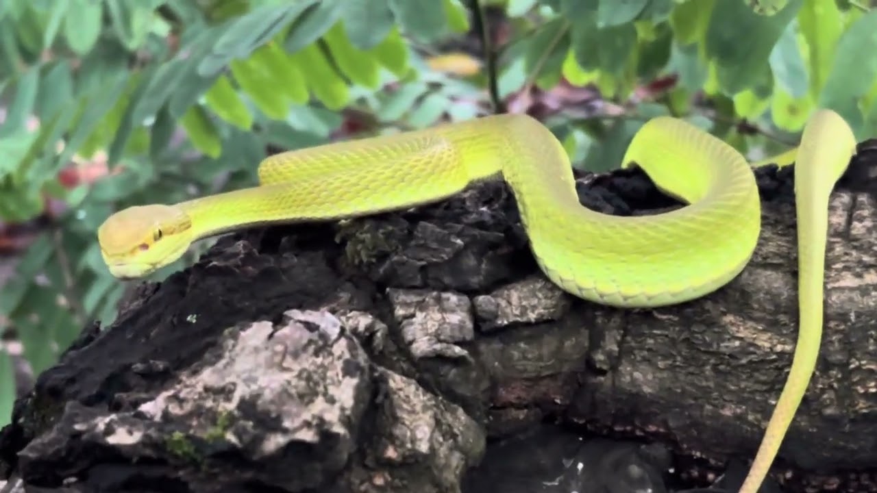 Salazar's pit viper (Trimeresurus salazar)#snake #wildliferescue #viral #wildlife #snakerescuer 
