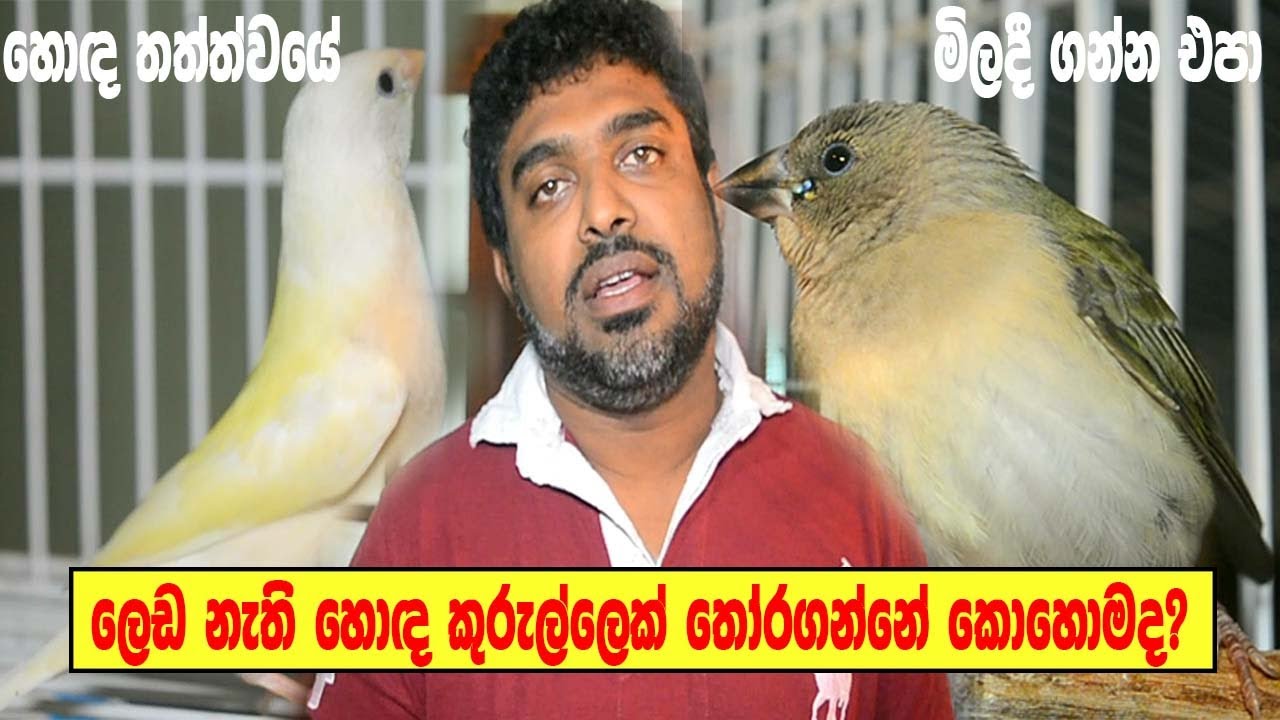 Pet Birds Sri Lanka-How to choose  good Gouldian Finches for breeding