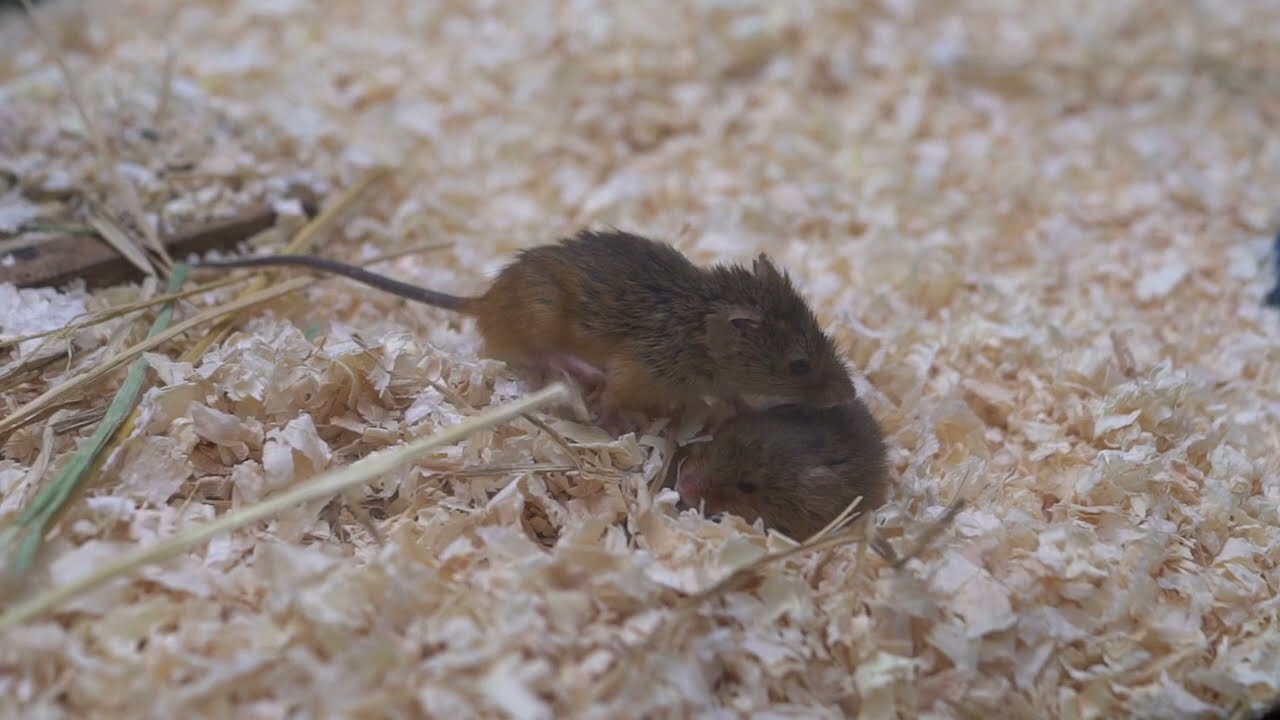 カヤネズミさん