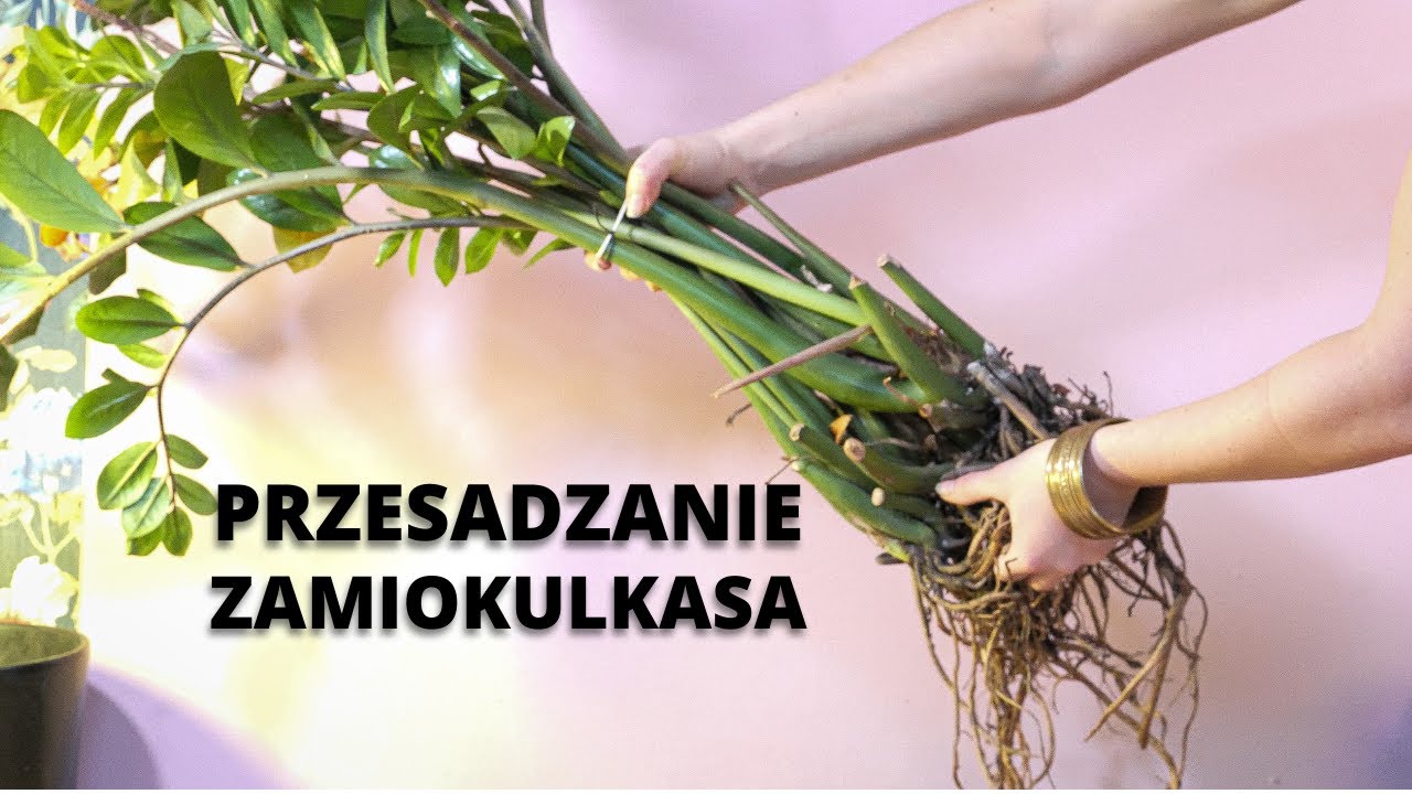 Jak i kiedy przesadzić ZAMIOKULKASA ? Zamiokulkas - przesadzanie krok po kroku