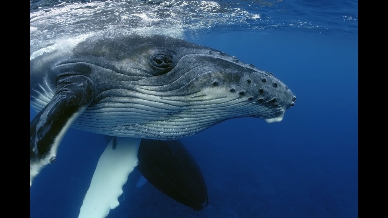 Viaggio in Costa Rica: balene e tartarughe nel Parco marino Ballena!