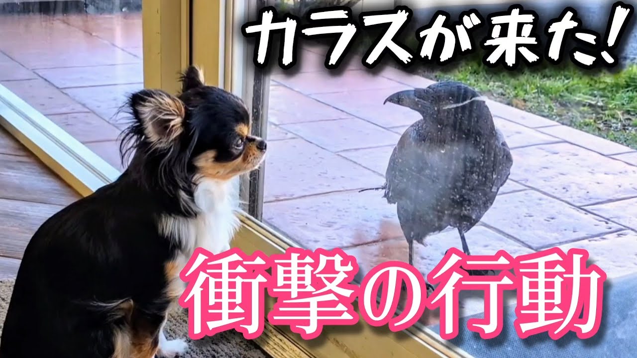【衝撃】突然のカラスの訪問！チワワとカラスが最後には予想外の展開に！？