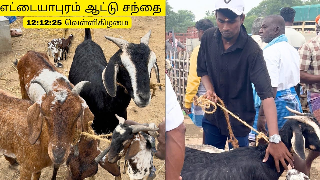🔥12-12-2025 | எட்டையாபுரம் ஆட்டு சந்தை | Ettayapuram Goat Market 🤯| Goat market Tamilnadu 
