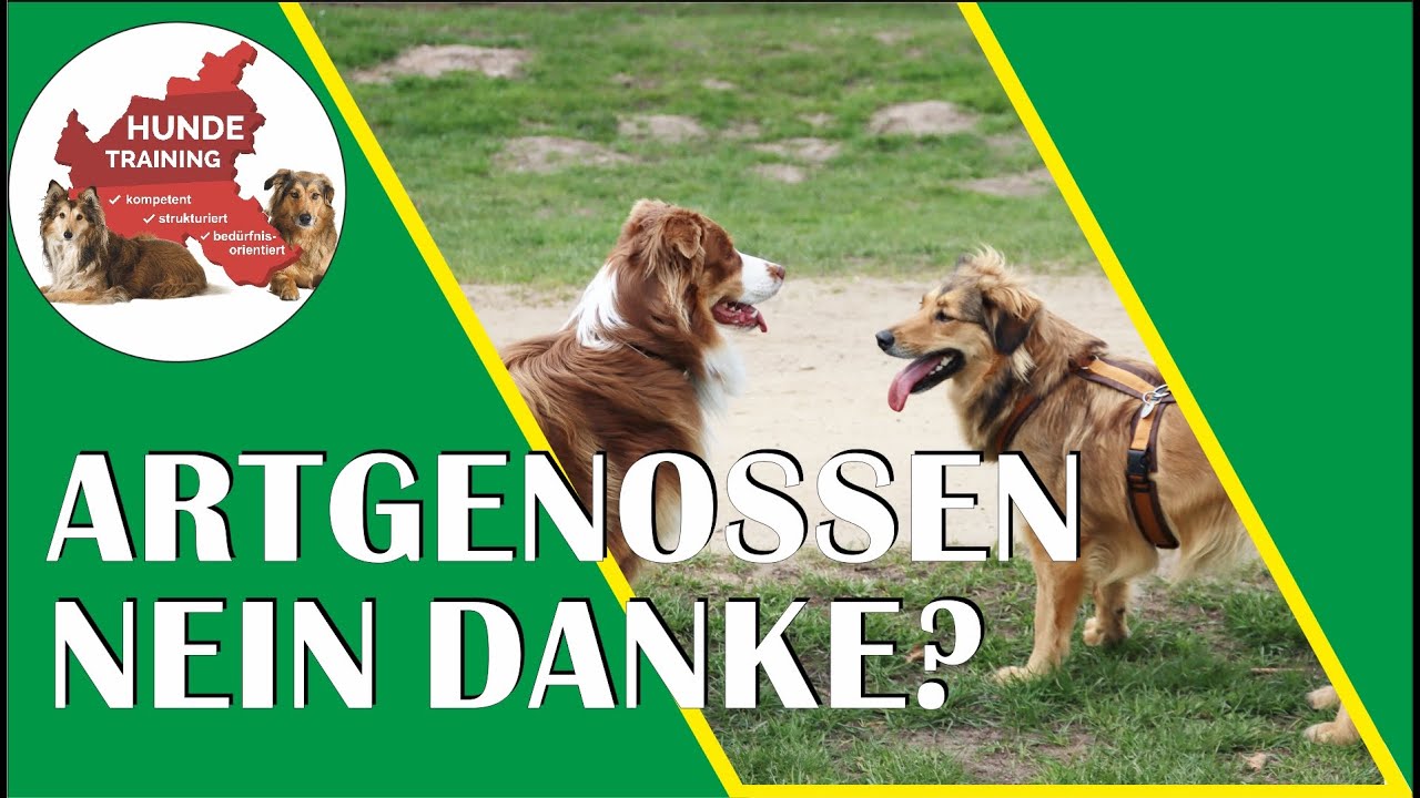 Wie viele Kumpel braucht Dein Hund wirklich?
