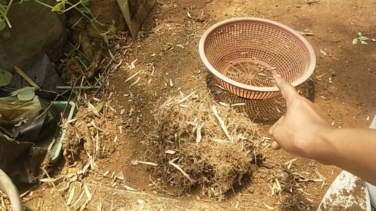 TUTORIAL SEDERHANA MEMILAH AKAR BAMBU, KOMPOS ALAMI/HUMUS POHON BAMBU DAN DAUN BAMBU KERING LAPUK.