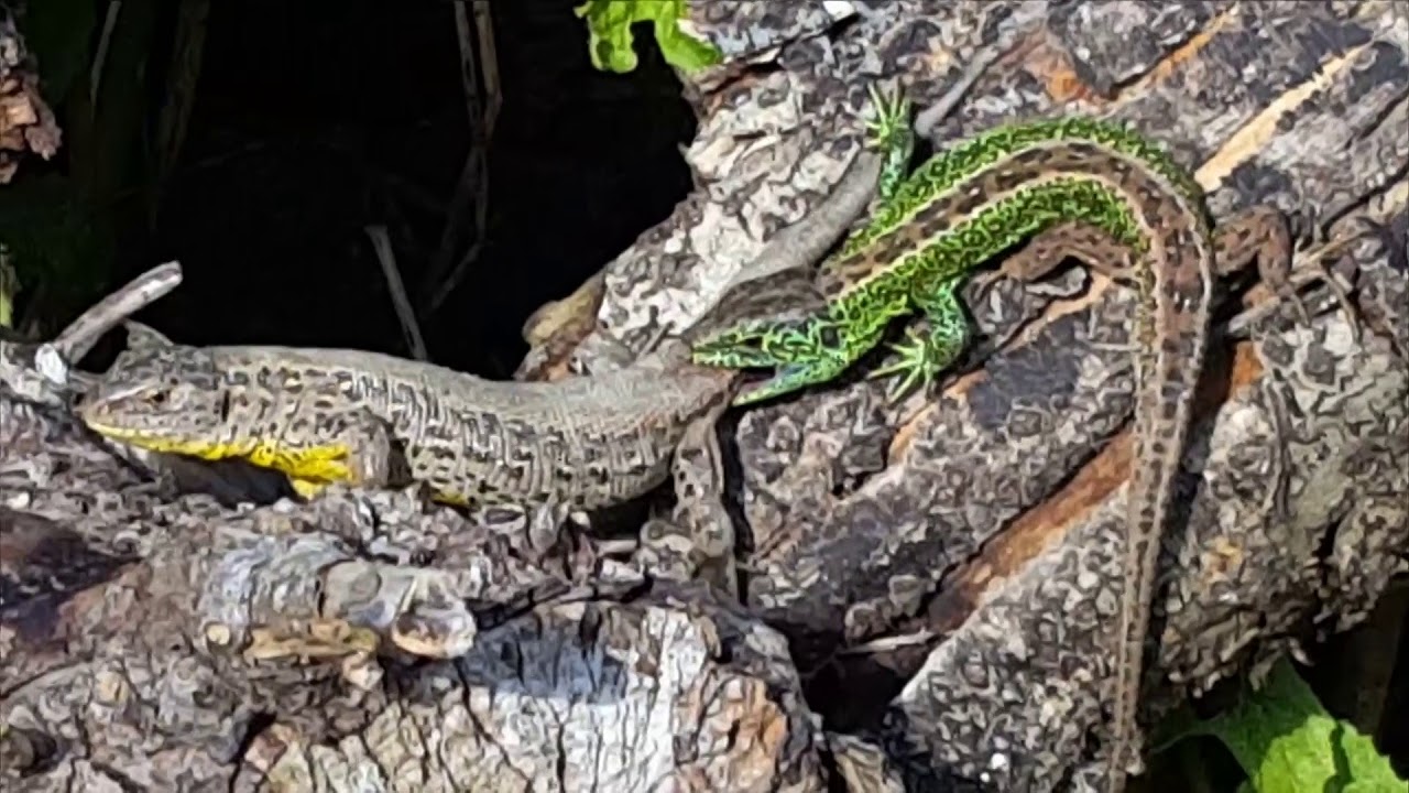 Eidechsen im Garten 2017