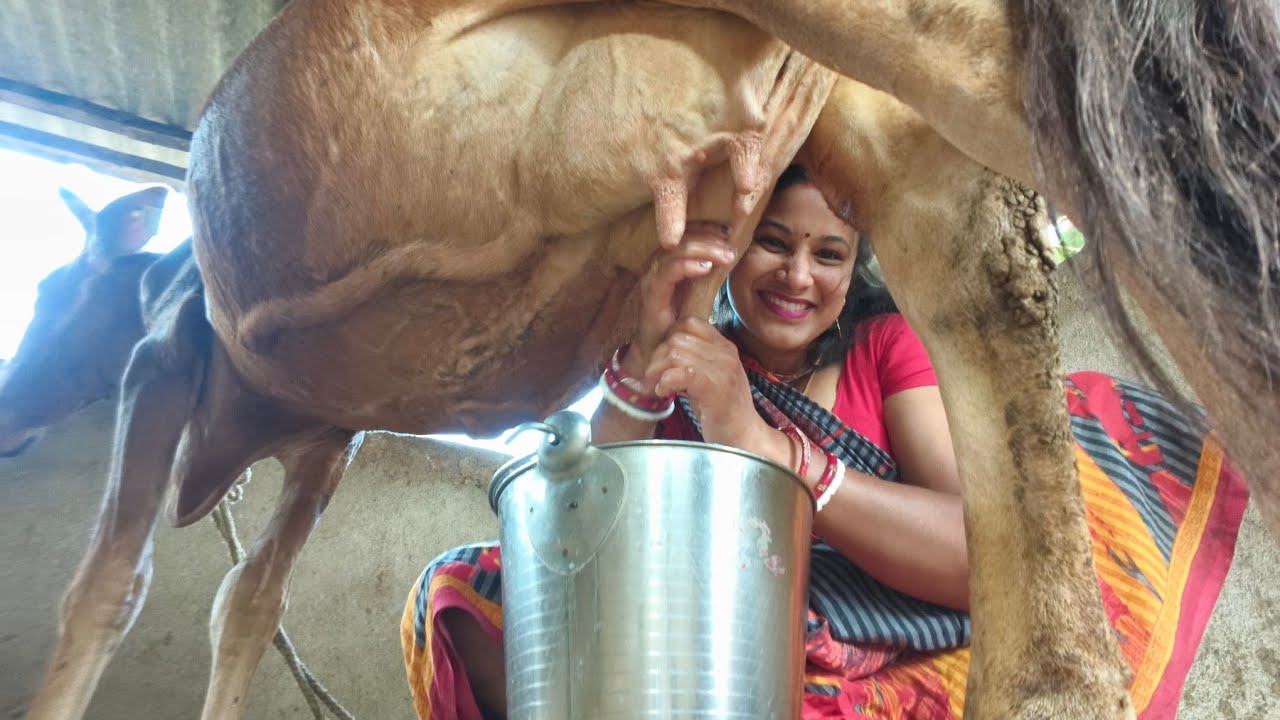 Jibone karor mon pabe na 😏Bikele gai dud doachi 🐄@kalyanivlogs5548 #deliyvlogs #cowmilkig #village