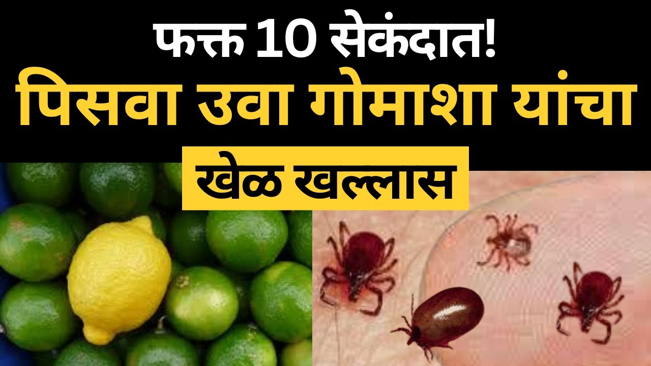 पिसवा गोचीड गोमाशा मारण्याचा घरगुती उपाय ।डास ,उवा मारण्यासाठी अतिशय स्वस्त देशी जुगाड,tick,remove