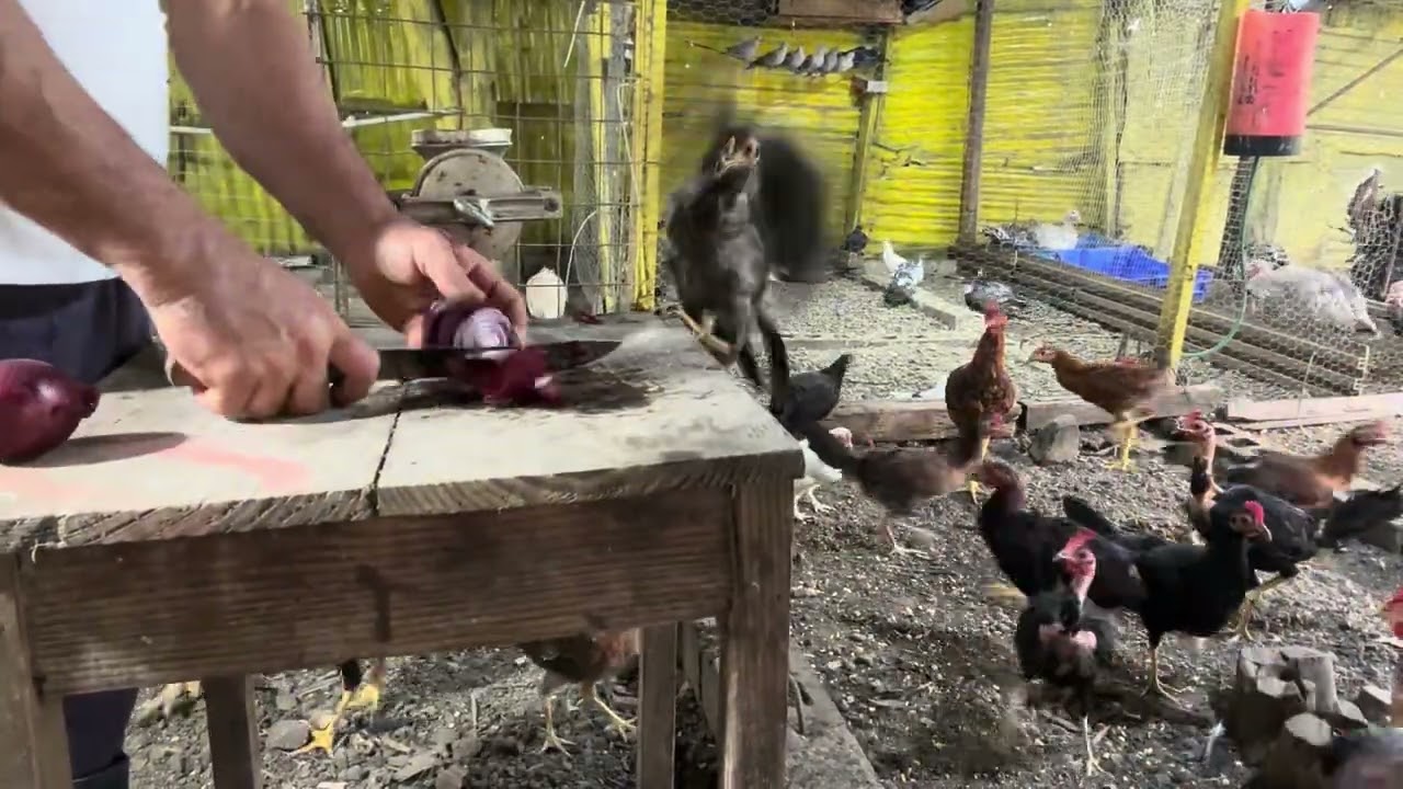 Pasto para las gallinas, remedio natural para subir la defensa 🐓 🪿 #gallina #pavo