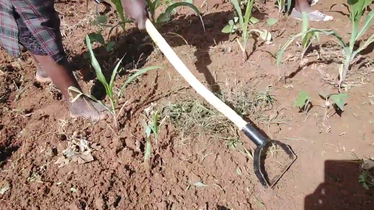 How to use hand scraper to to weed maize farm @Mkulima Bila jembe