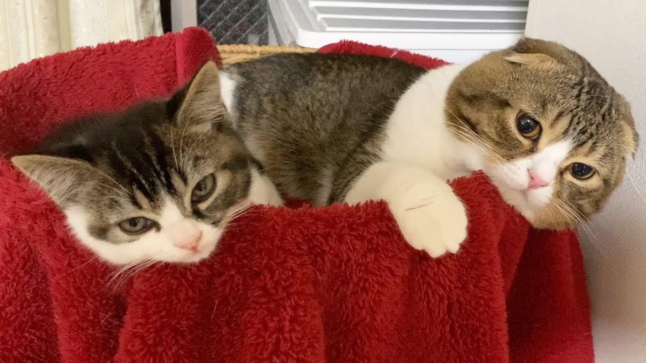 パパ猫が大好きすぎていつも一緒な子猫