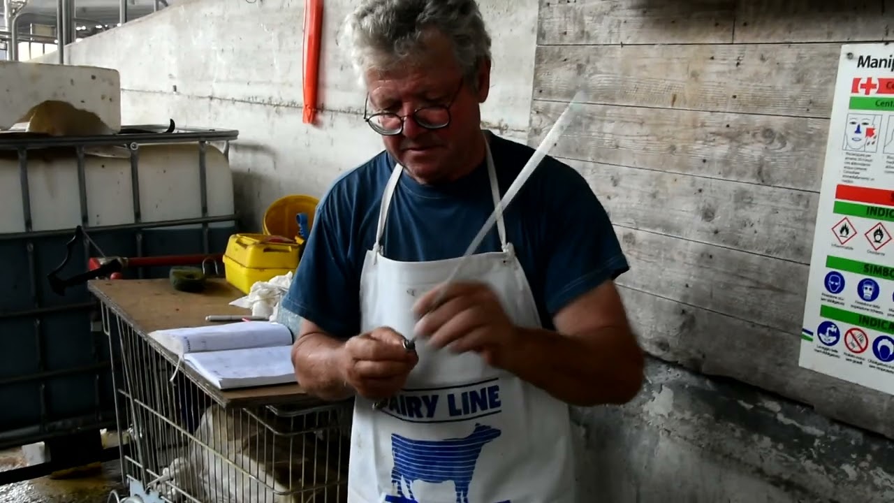 Farm Photo Project - Inseminazione artificiale nella bovina - Artificial insemination in cattle