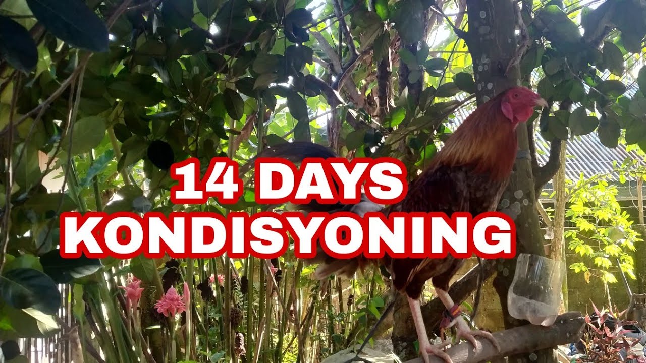 FOURTEEN DAYS KONDISYONING!