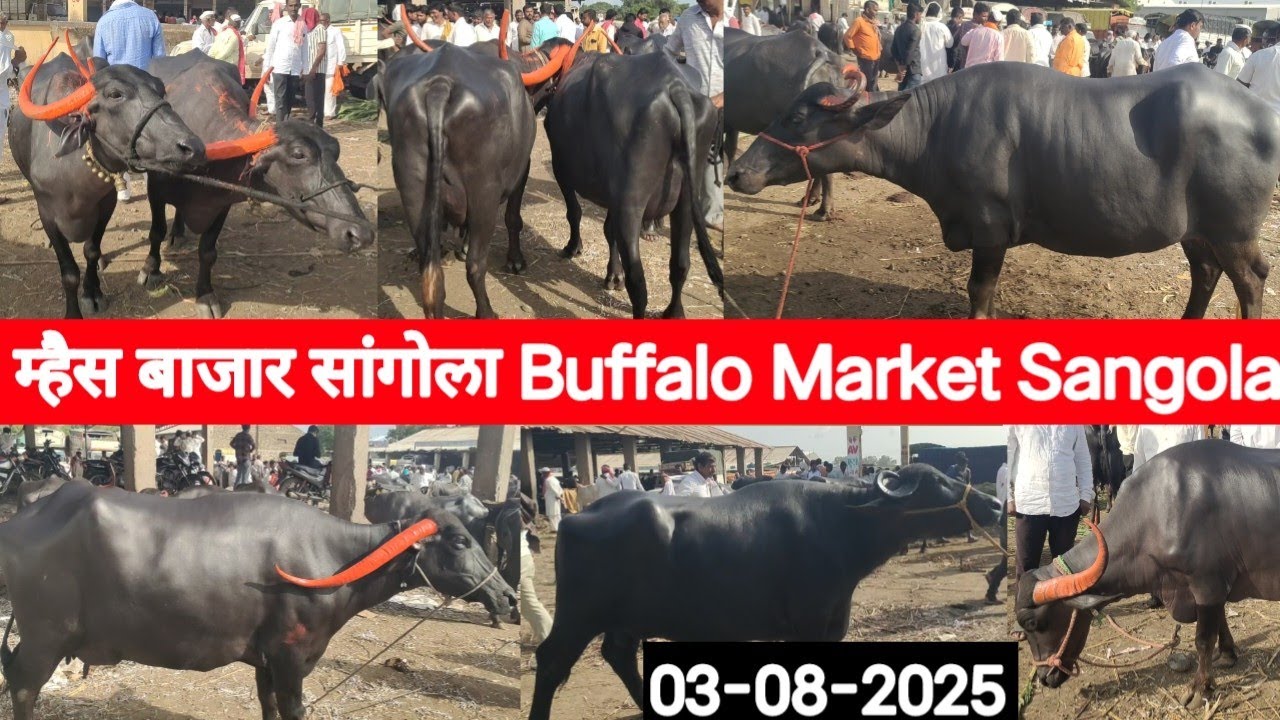 म्हैस बाजार सांगोला / Buffalo market Sangola / चालू बाजारभाव 3 ऑगस्ट 2025