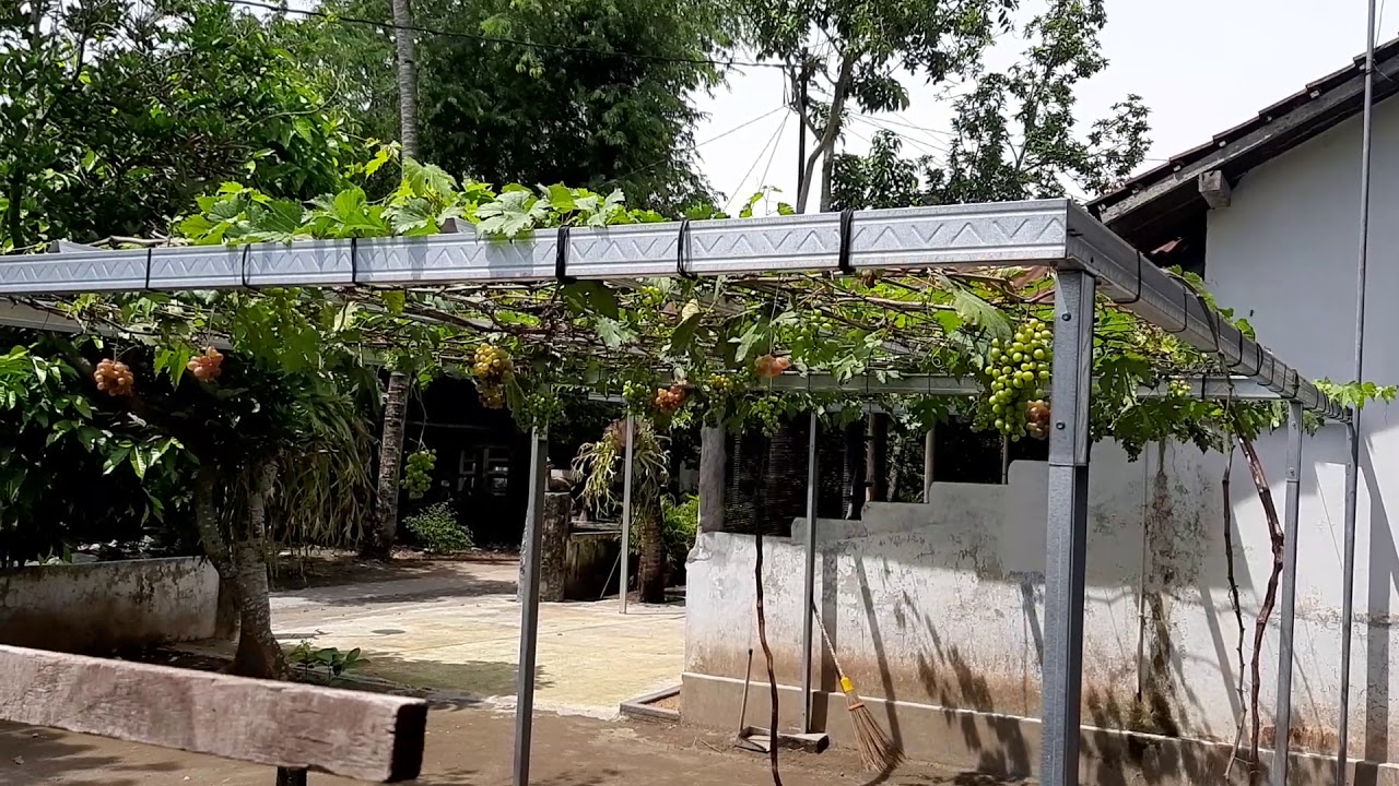 Desain sederhana kebun anggur pribadi #Samping halaman rumah Berbuah lebat #agrotani #tanaman #buah
