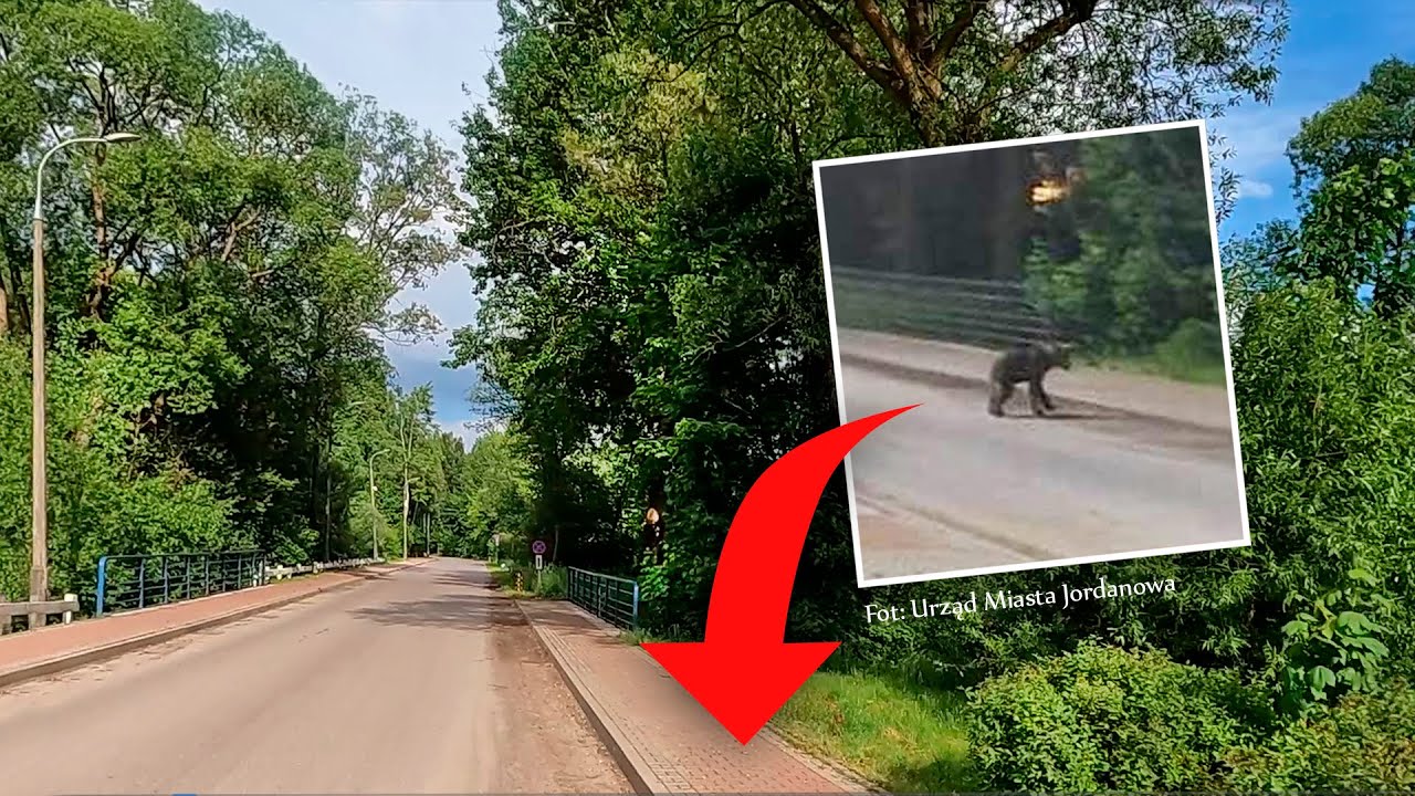 W tym rejonie Jordanowa kręci się niedźwiedź