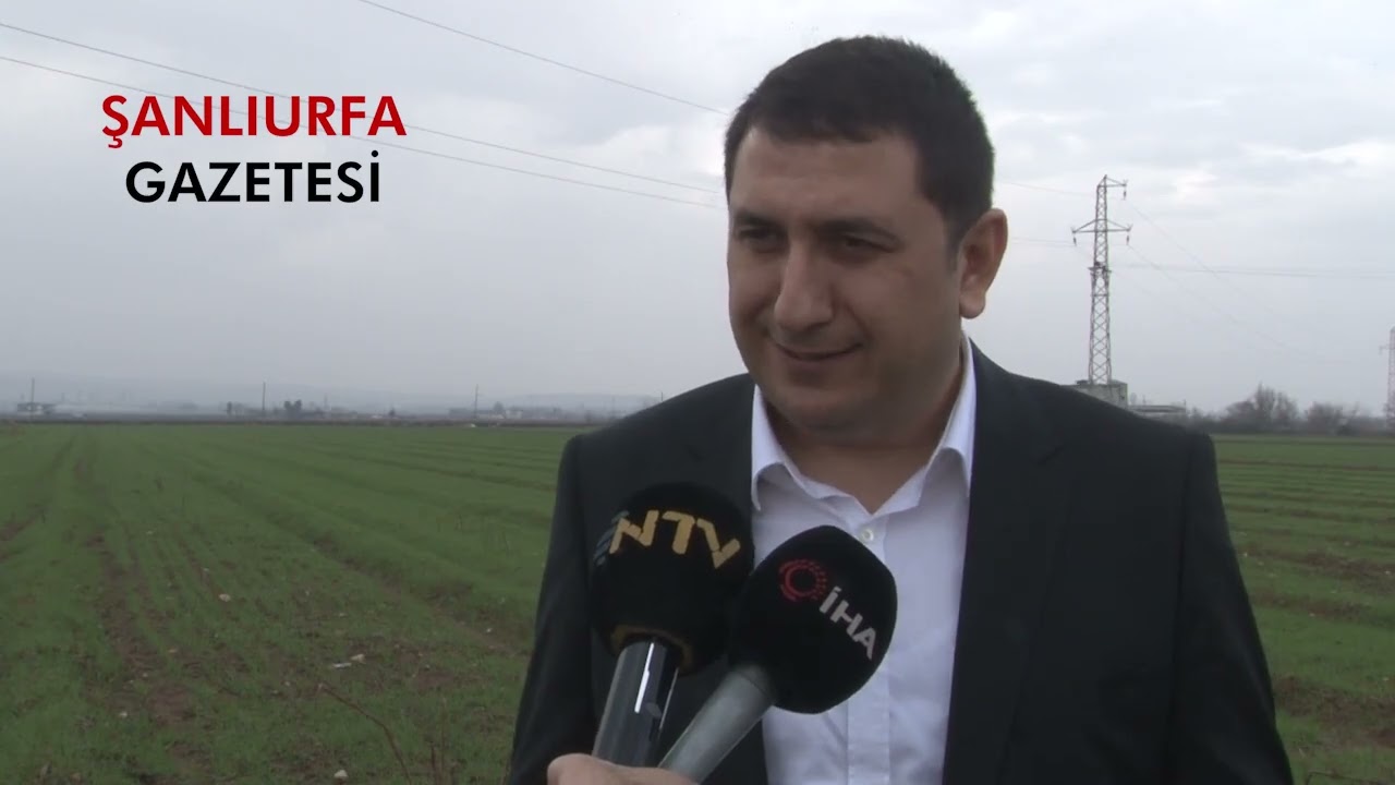 Şanlıurfa’da Kar Bereketi: Fıstıkta Rekor Verim Bekleniyor