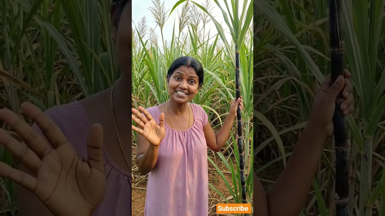 பெரிய கரும்பு இருக்கா? #tamilshorts