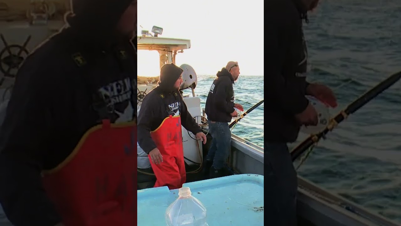 Tuńczyk Matata 🐟 🦁 🐷 #WickedTuna #BluefinTuna #HardMerchandise