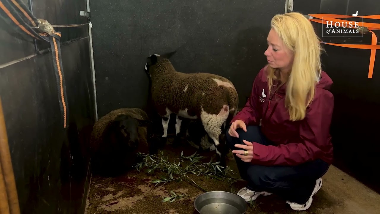 Schapen gered van illegale slacht voor offerfeest - House of Animals