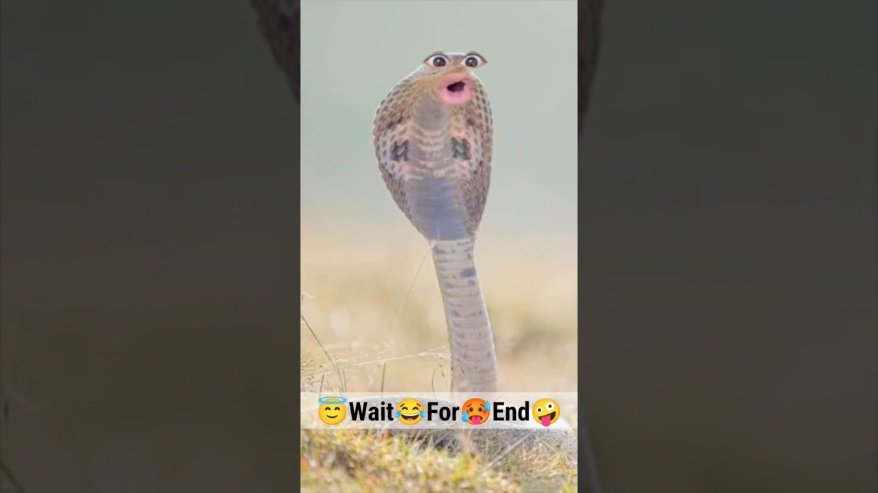 🥵Main Hun Nagin #funny #comedy #youtubeshorts #ytshorts #viral #trendingshorts #memes #tiktok