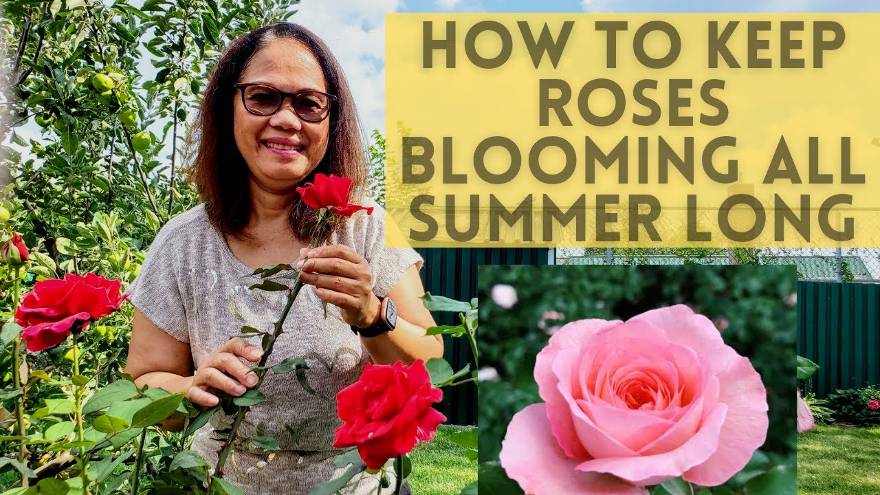 HOW TO KEEP ROSES BLOOMING ALL SUMMER LONG/HOW TO BLOOM ROSES