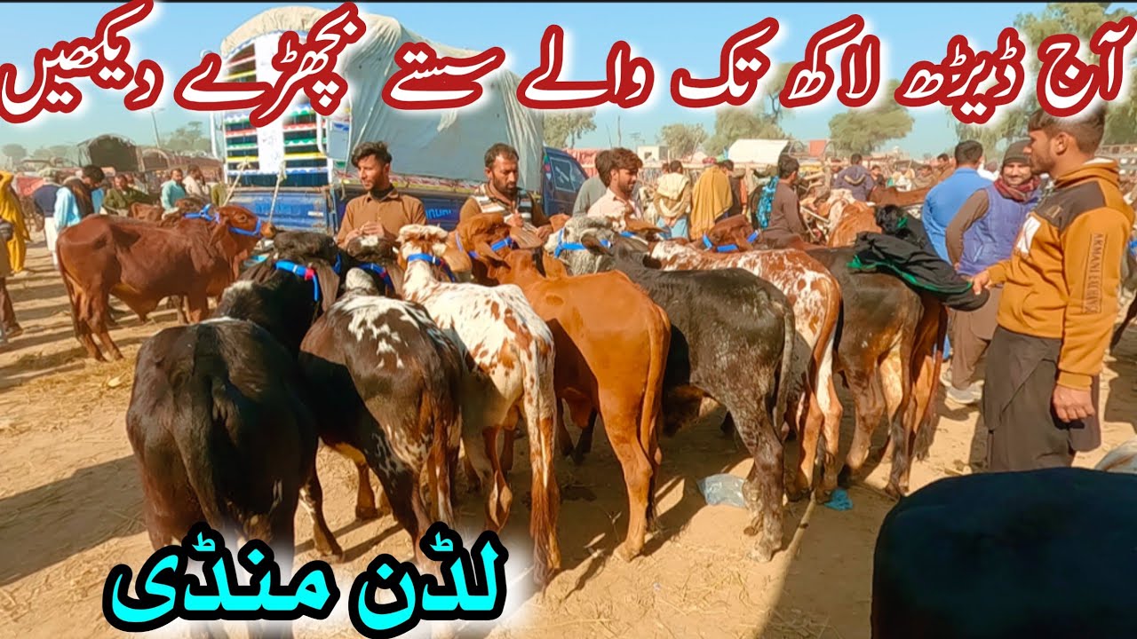 Low Range Bachra Price In Luddan Mandi || Sahiwal Cholistani Bachray || Bachra Farming For Qurbani