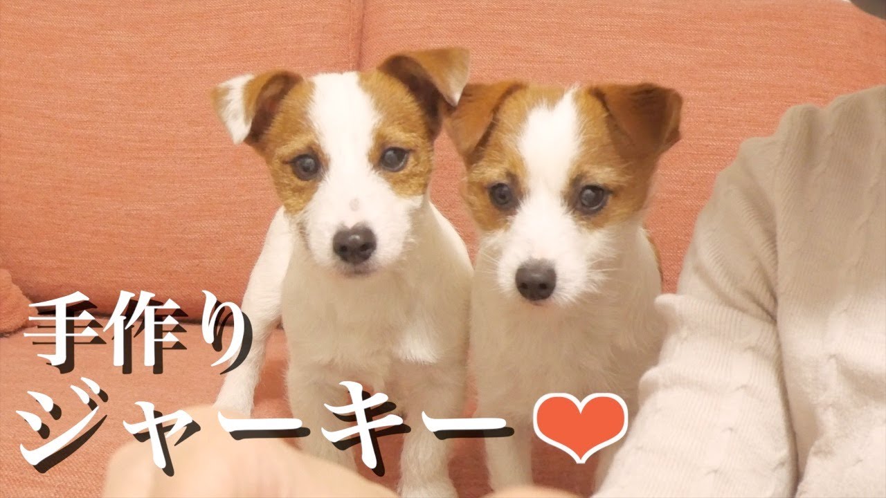 愛犬のために手作りのジャーキーとドライフルーツを作りました/ジャックラッセルテリア/多頭飼い