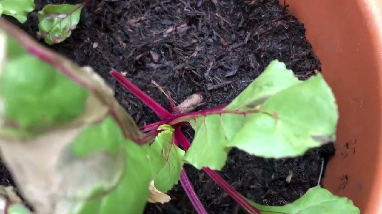 Beetroot Leaves Brown Discolour Over Water? Beet Leaf Miner 