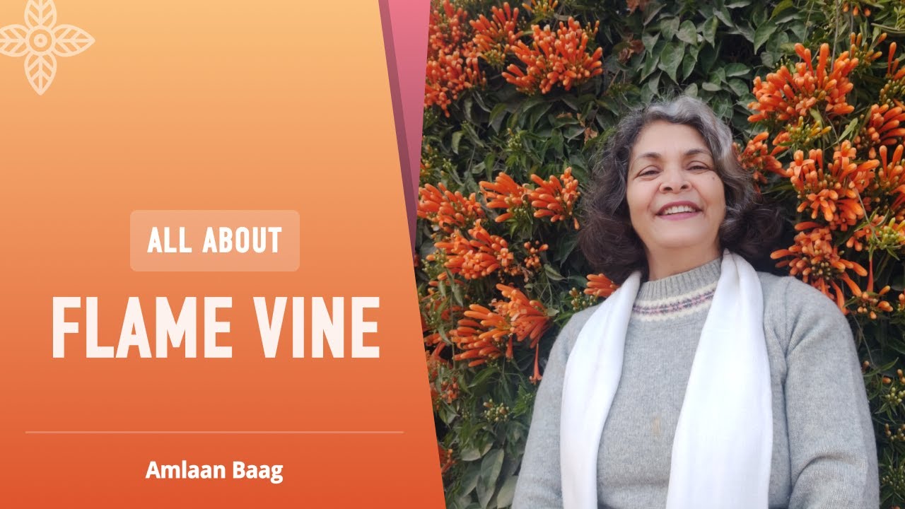 All About Flame Vine (Pyrostegia Venusta) | फूलों से दीवार को भरना है तो अभी ये बेल लगाएं