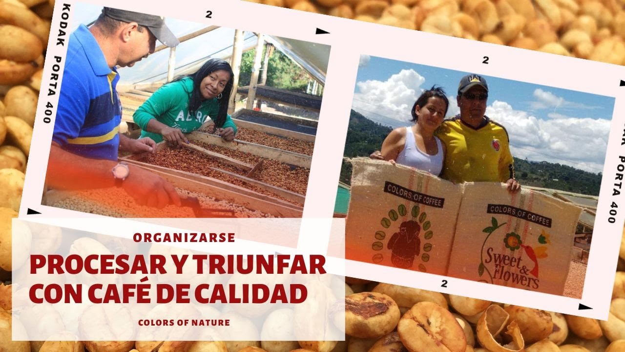 Modelo de comercialización del CAFÉ con alianza de CAFICULTORES para la CALIDAD | Colors of NATURE.