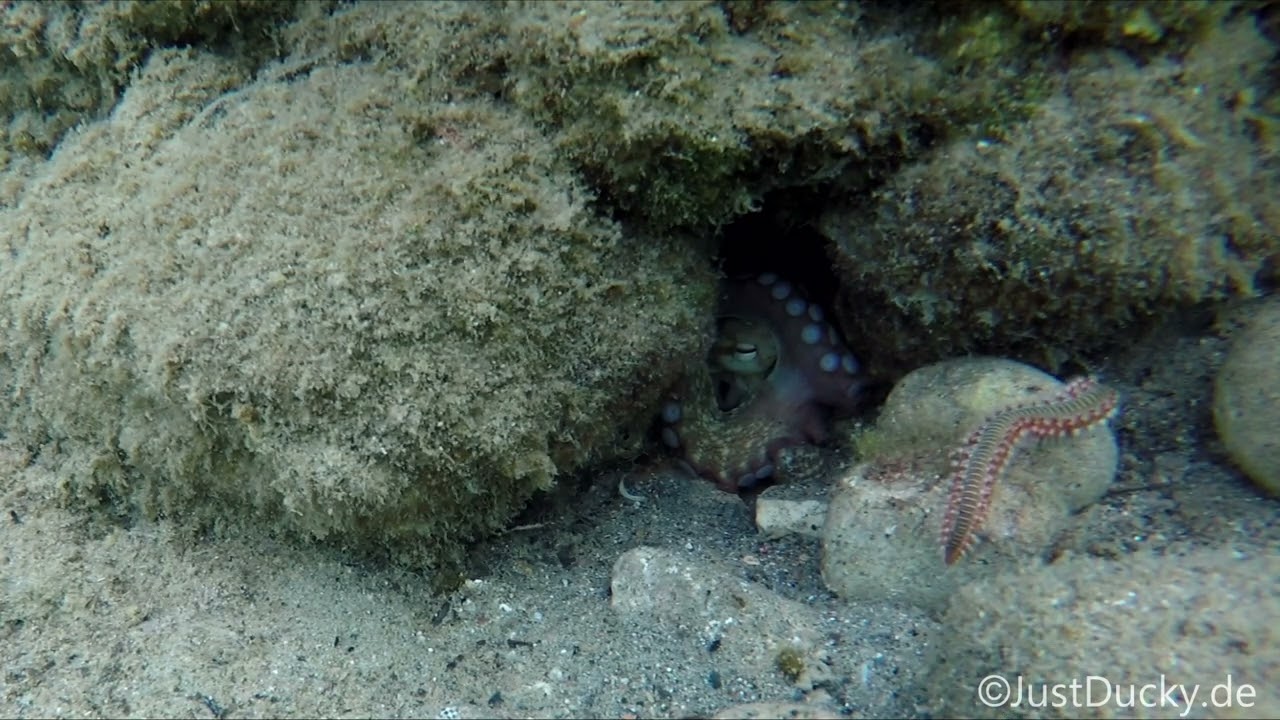 Octi and fireworms