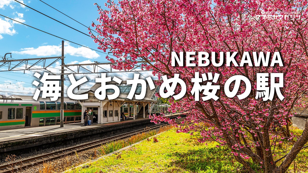 海と桜の駅、根府川を歩く|おかめ桜が満開|人車鉄道|小田原漁港で絶品刺身ランチ #観光報道vlog #根府川おかめ桜まつり