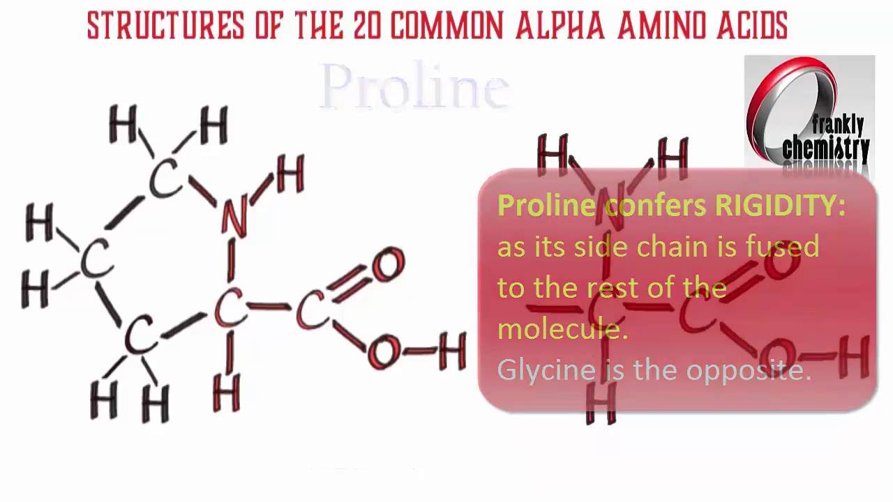 Amino Acids 1. Structures of the 20 Amino Acids.