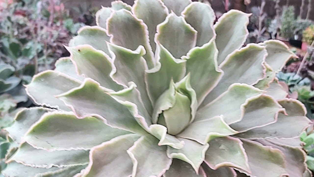 COMO TER UMA ECHEVERIA MADIBA GIGANTE #plantas #coleção #jardimdesuculentas