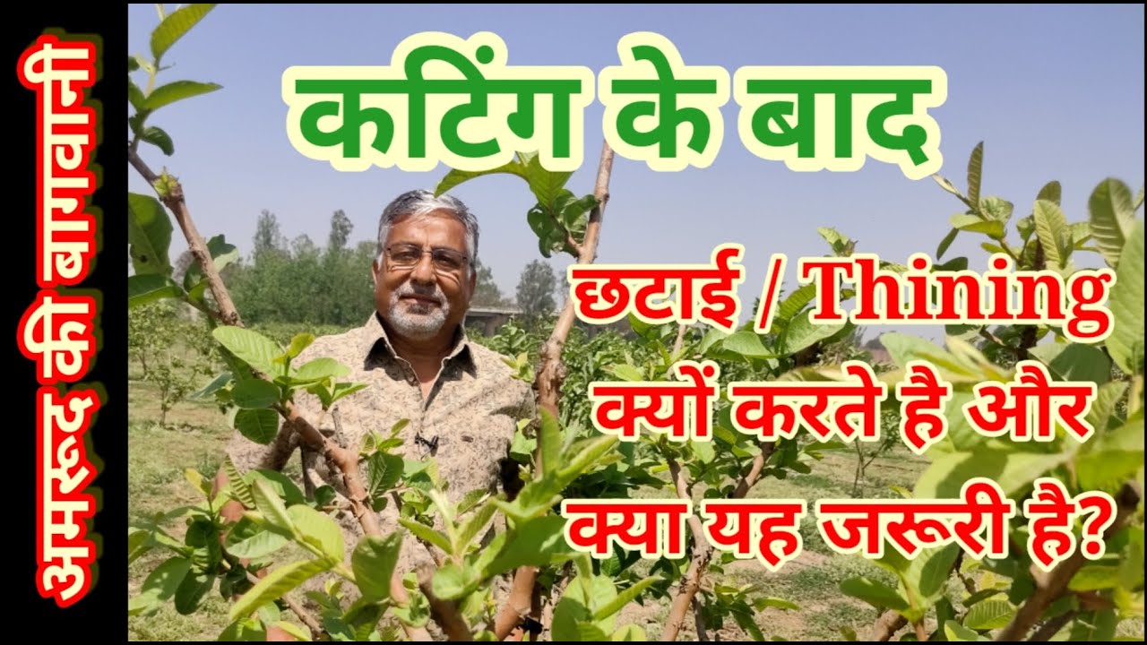 232. अमरूद की कटिंग के बाद छटाई क्यों जरूरी है? Guava Thining after Pruning