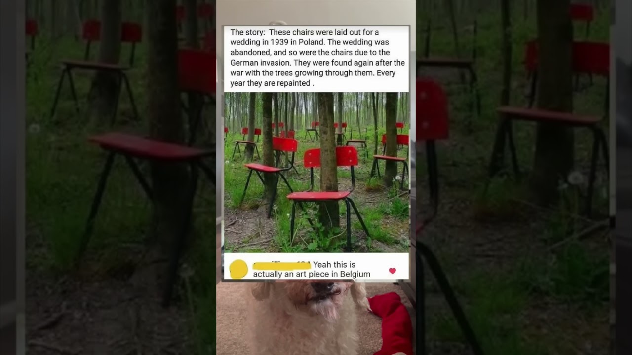 What happened to these chairs #memepage #funny #memepages #chair #chairs #halloween #memeteam