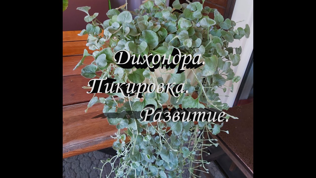 Пикировка Дихондры. Дихондра Серебристый и Изумрудный Водопад.