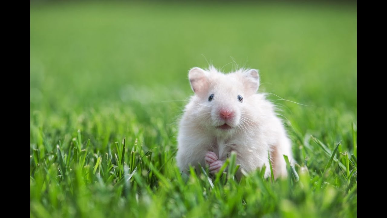 HAMSTER BESLEMEK! | Gonzales Bakımı | LOKMAN REİS |