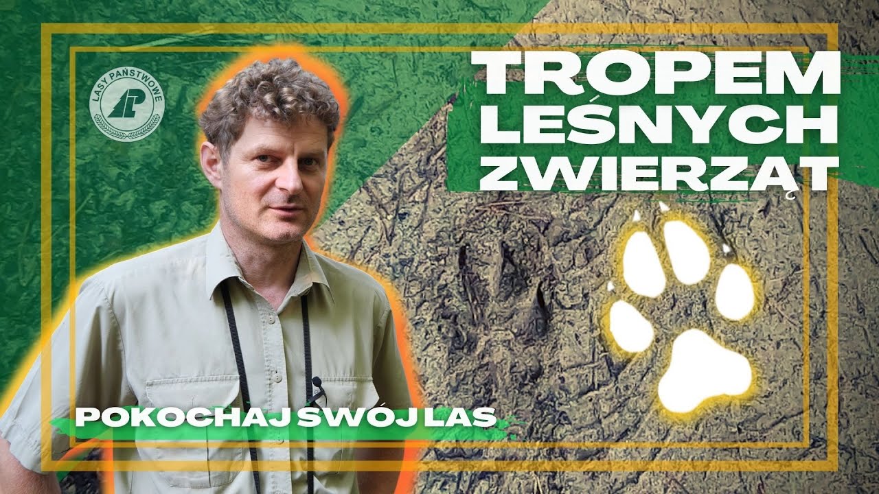 Pokochaj Swój Las - #23 WYJAŚNIAMY czym się różnią ŚLADY od TROPÓW leśnych zwierząt