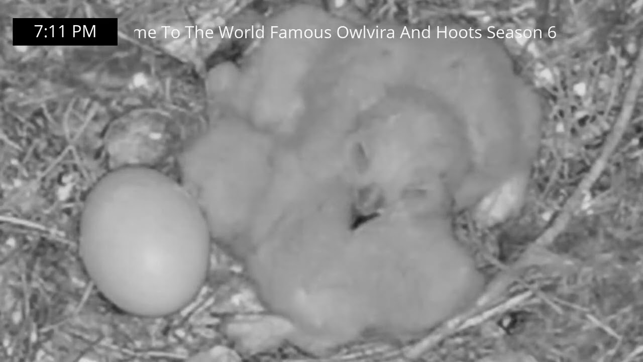 2-3-26 Close Up Of the Three Owlets