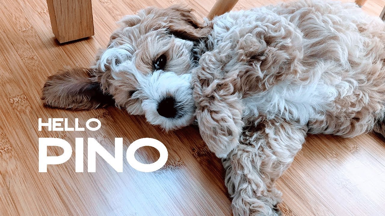 Meet our new pup! Pino 🐶the double doodle