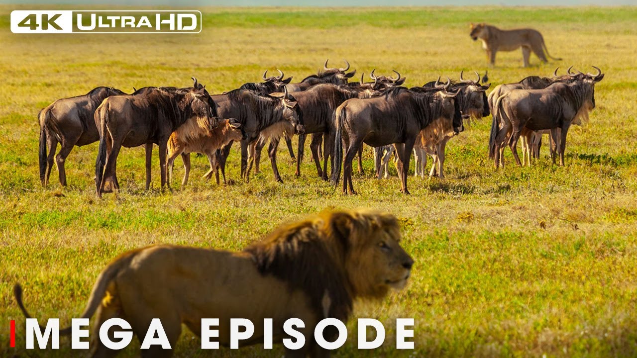 Apex Predators in the Animal Kingdom MEGA EPISODE | 4K UHD | Nature Animal Documentary