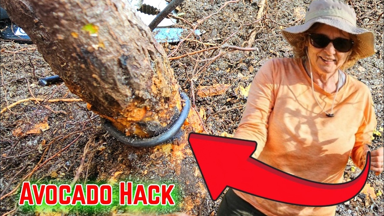 Your Avocado Tree Might Be Missing THIS… Easy Iron Fix! So I Tried This DIY Hack!