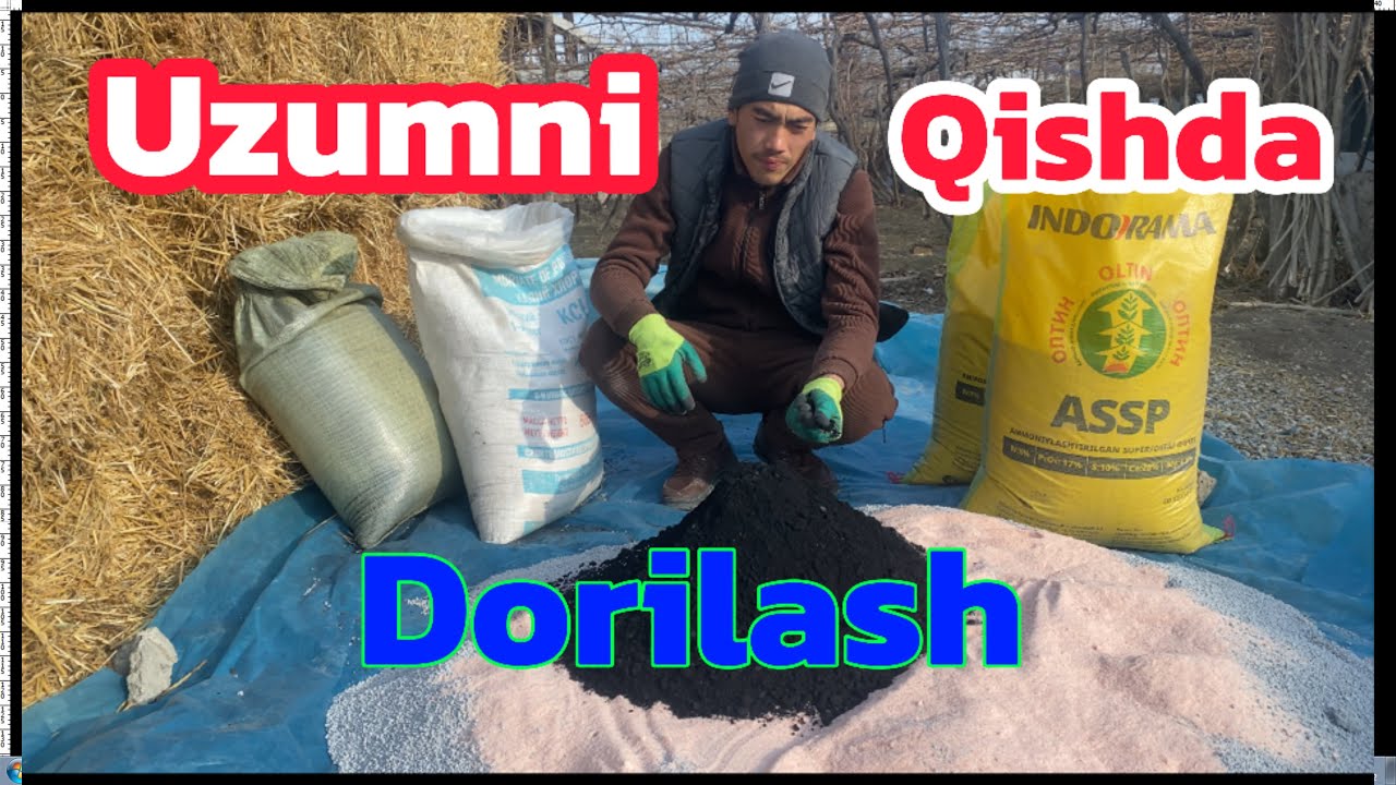 Qishda uzumlarni oʻgʻitlash
