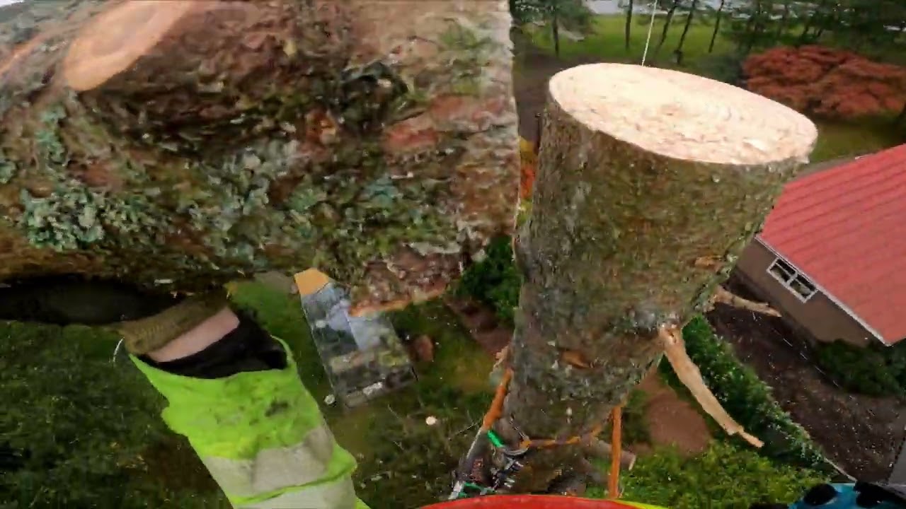 two spruces down with Makita 40V saw.