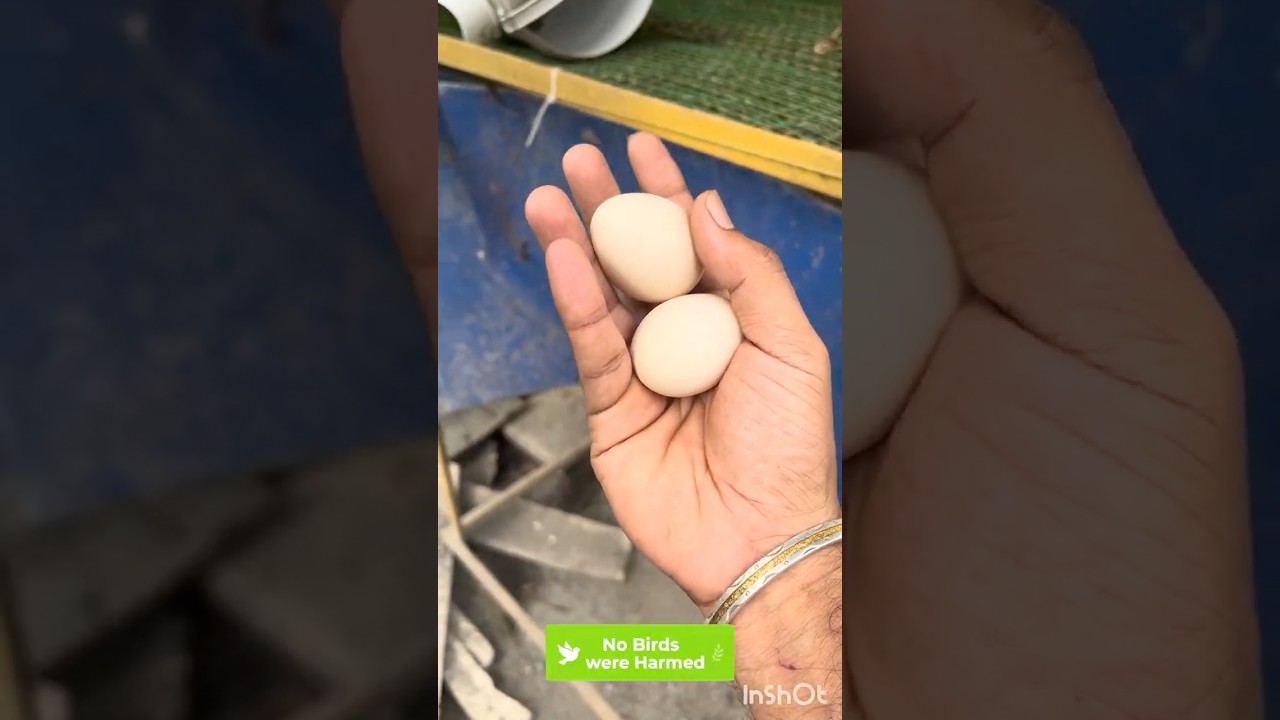 Roosters Choosing Egg Laying Spots? 😲 Unexpected Chicken Behavior in Our Farm