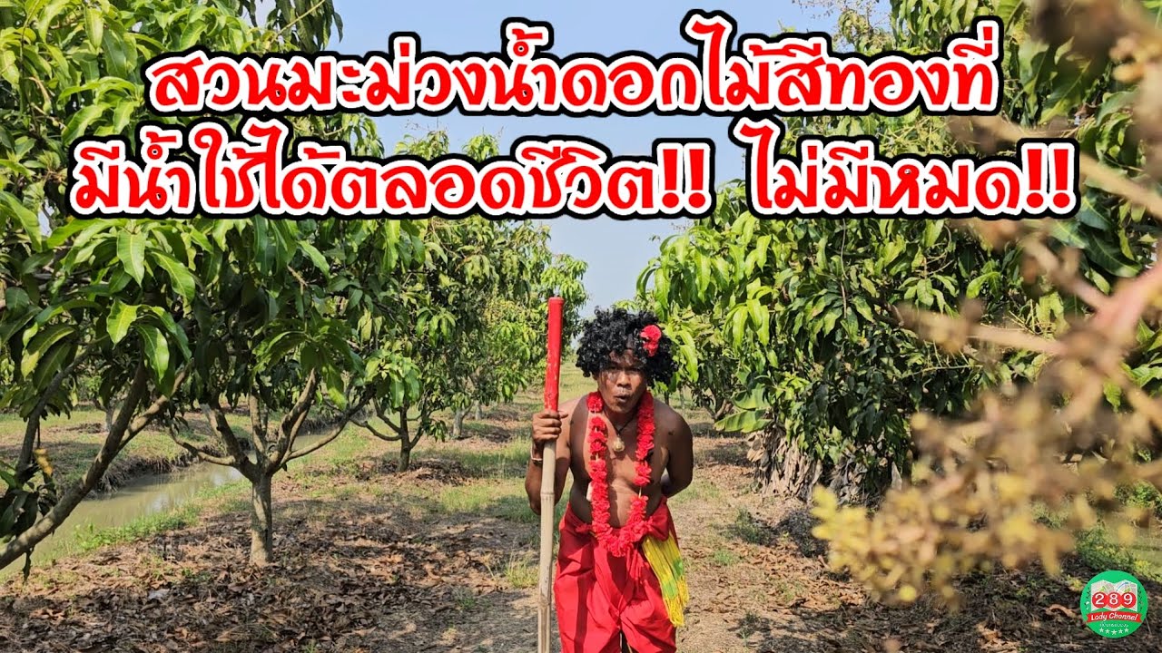 🥭สวนมะม่วงน้ำดอกไม้ราคาถูก 9-2-36ไร่ สามชุก สุพรรณบุรี​ 2.9ล. สวนนี้มีน้ำดีมีใช้ฟรีไปตลอดชีวิต🔥