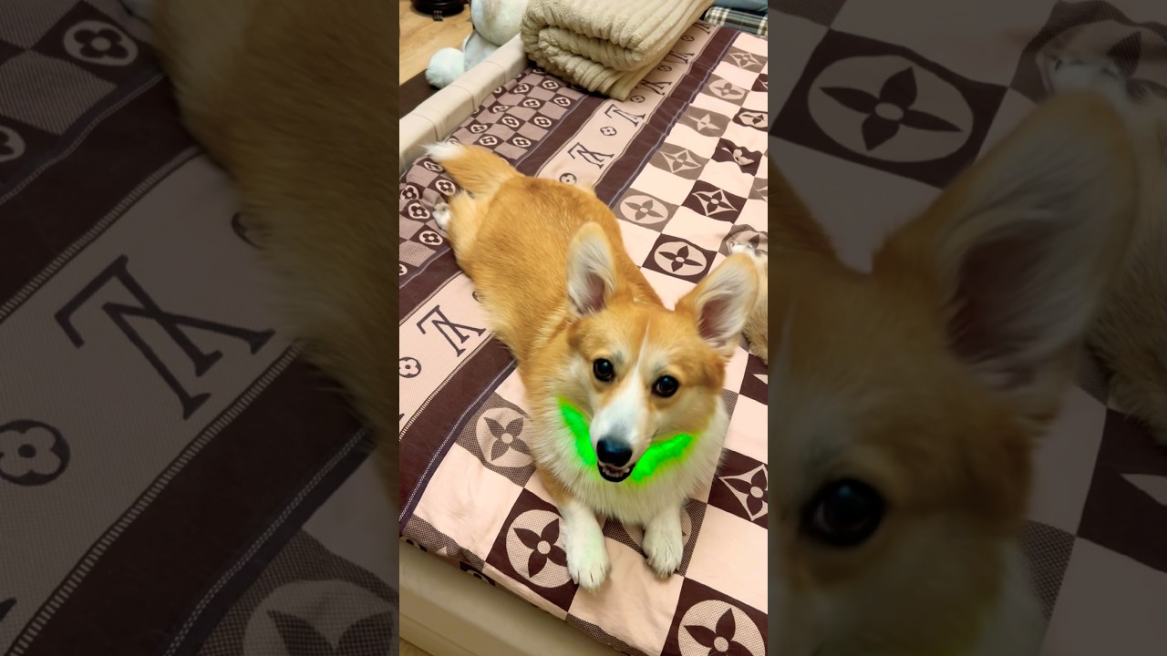 Wagging, not wagging🧐😂Виляет, не виляет! 