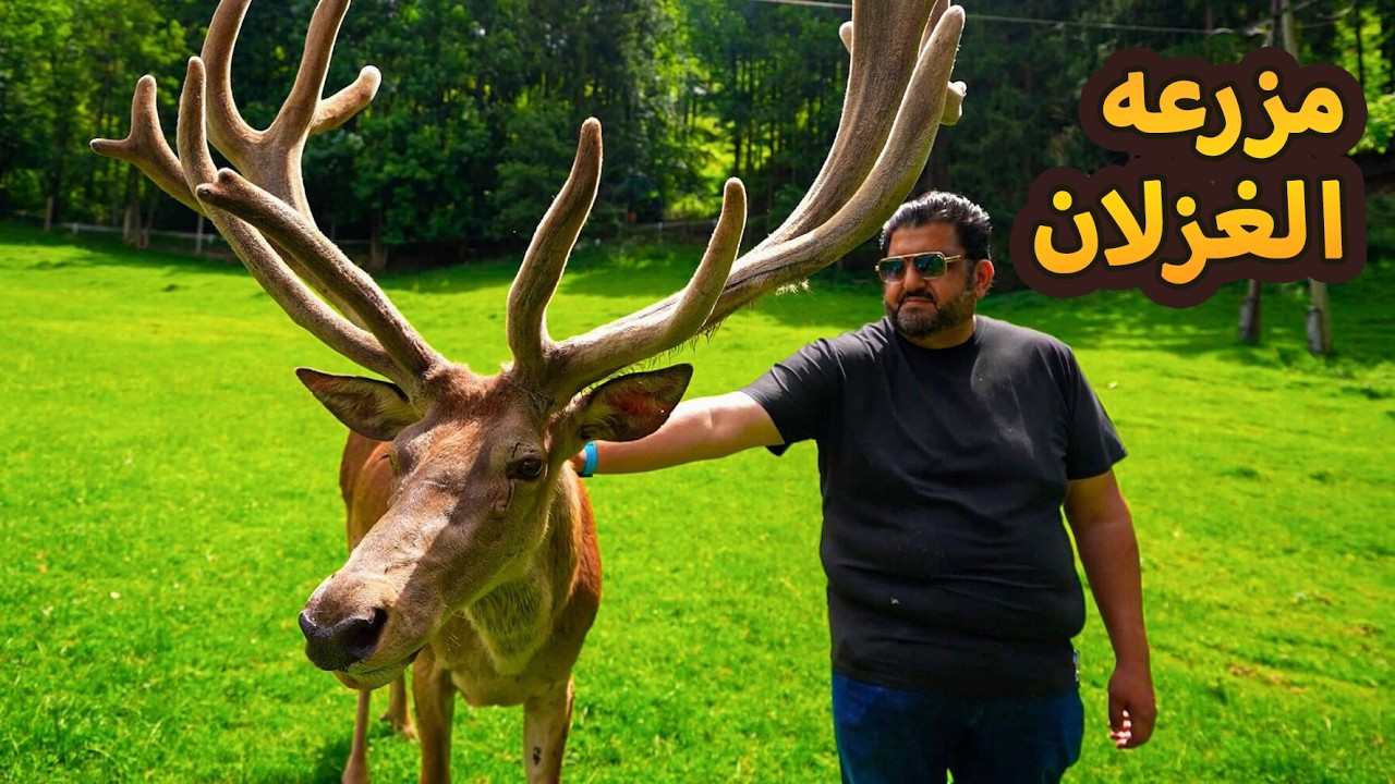 استعراض أفضل المطاعم في أوروبا! أين يمكنني أن أكل لحم الغزال في النمسا؟!